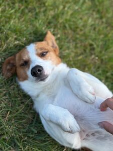 Pet Image